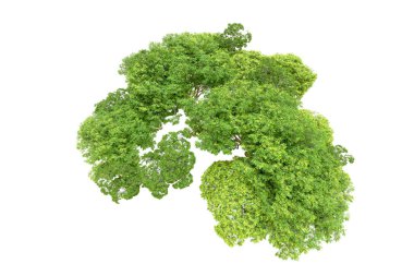 Beyaz arka planda yeşil ağaçlar. 3D görüntüleme. Doğa