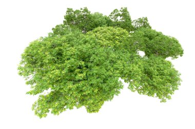 Beyaz arka planda yeşil ağaçlar. 3D görüntüleme. Doğa