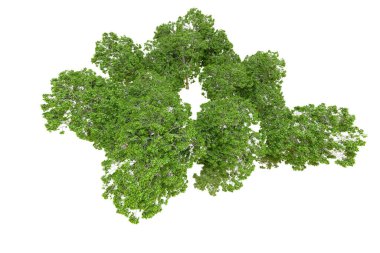 Beyaz arka planda yeşil ağaçlar. 3D görüntüleme. Doğa