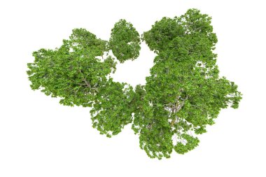 Beyaz arka planda yeşil ağaçlar. 3D görüntüleme. Doğa