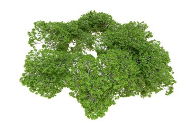 Beyaz arka planda yeşil ağaçlar. 3D görüntüleme. Doğa