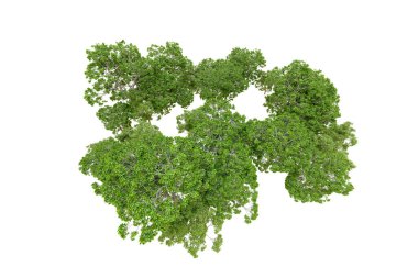 Beyaz arka planda yeşil ağaçlar. 3D görüntüleme. Doğa