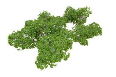 Beyaz arka planda yeşil ağaçlar. 3D görüntüleme. Doğa