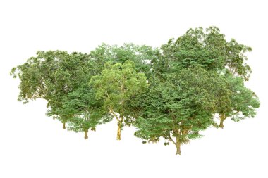 Beyaz arka planda yeşil ağaçlar. 3D görüntüleme. Doğa