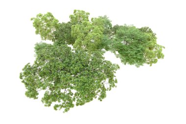 Beyaz arka planda yeşil ağaçlar. 3D görüntüleme. Doğa