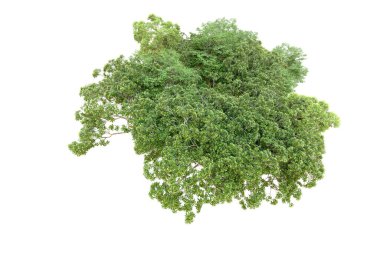 Beyaz arka planda yeşil ağaçlar. 3D görüntüleme. Doğa