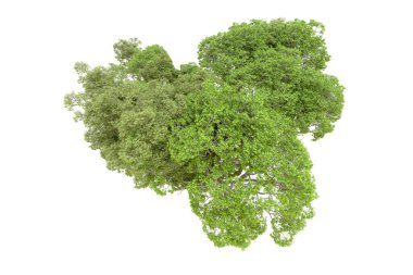 Beyaz arka planda yeşil ağaçlar. 3D görüntüleme. Doğa