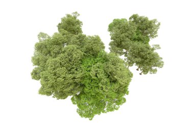 Beyaz arka planda yeşil ağaçlar. 3D görüntüleme. Doğa