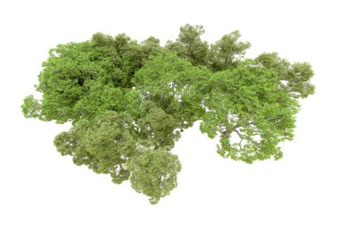 Beyaz arka planda yeşil ağaçlar. 3D görüntüleme. Doğa