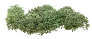 Beyaz arka planda yeşil ağaçlar. 3D görüntüleme. Doğa