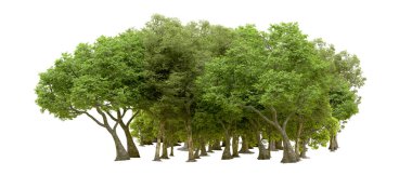 Beyaz arka planda yeşil ağaçlar. 3D görüntüleme. Doğa