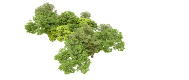 Beyaz arka planda yeşil ağaçlar. 3D görüntüleme. Doğa