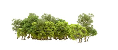 Beyaz arka planda yeşil ağaçlar. 3D görüntüleme. Doğa                           