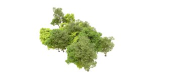 Beyaz arka planda yeşil ağaçlar. 3D görüntüleme. Doğa                           