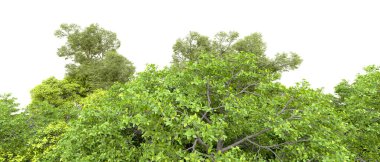 Beyaz arka planda yeşil ağaçlar. 3D görüntüleme. Doğa                           