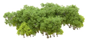 Beyaz arka planda yeşil ağaçlar. 3D görüntüleme. Doğa                           