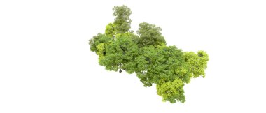 Beyaz arka planda yeşil ağaçlar. 3D görüntüleme. Doğa                           