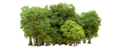 Beyaz arka planda yeşil ağaçlar. 3D görüntüleme. Doğa                           