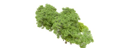 Beyaz arka planda yeşil ağaçlar. 3D görüntüleme. Doğa                           