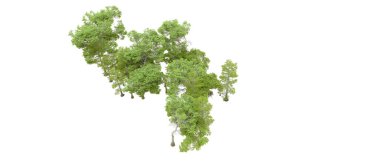 Beyaz arka planda yeşil ağaçlar. 3D görüntüleme. Doğa                           