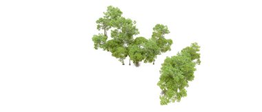 Beyaz arka planda yeşil ağaçlar. 3D görüntüleme. Doğa                           