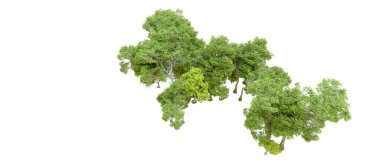 Beyaz arka planda yeşil ağaçlar. 3D görüntüleme. Doğa                           