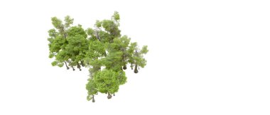 Beyaz arka planda yeşil ağaçlar. 3D görüntüleme. Doğa                           