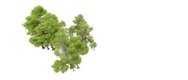 Beyaz arka planda yeşil ağaçlar. 3D görüntüleme. Doğa                           
