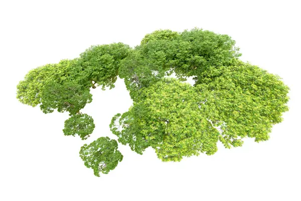 Green Trees White Background Rendering Nature — Stock Photo, Image