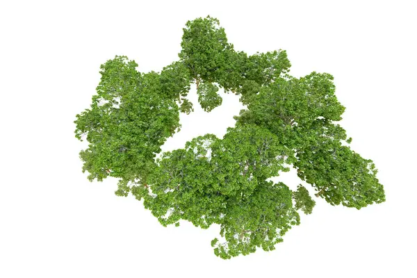 Beyaz arka planda yeşil ağaçlar. 3D görüntüleme. Doğa