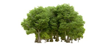 Beyaz arka planda yeşil ağaçlar. 3D görüntüleme. Doğa