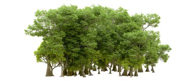 Beyaz arka planda yeşil ağaçlar. 3D görüntüleme. Doğa