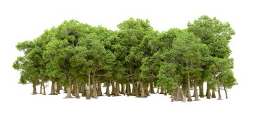 Beyaz arka planda yeşil ağaçlar. 3D görüntüleme. Doğa