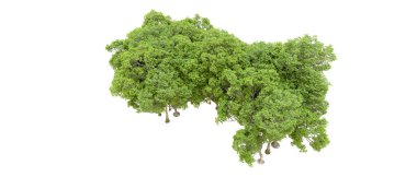 Beyaz arka planda yeşil ağaçlar. 3D görüntüleme. Doğa
