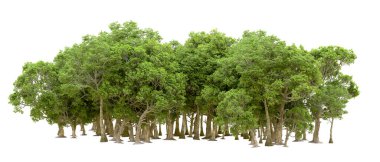 Beyaz arka planda yeşil ağaçlar. 3D görüntüleme. Doğa