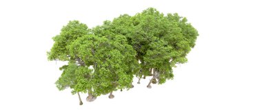 Beyaz arka planda yeşil ağaçlar. 3D görüntüleme. Doğa