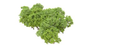 Beyaz arka planda yeşil ağaçlar. 3D görüntüleme. Doğa