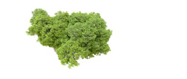 Beyaz arka planda yeşil ağaçlar. 3D görüntüleme. Doğa