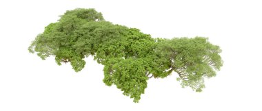 Beyaz arka planda yeşil ağaçlar. 3D görüntüleme. Doğa