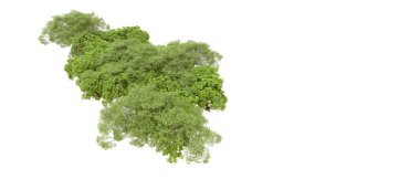 Beyaz arka planda yeşil ağaçlar. 3D görüntüleme. Doğa