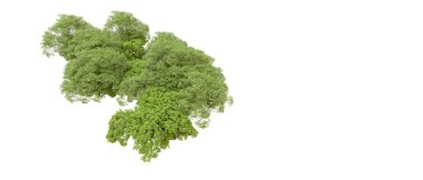 Beyaz arka planda yeşil ağaçlar. 3D görüntüleme. Doğa