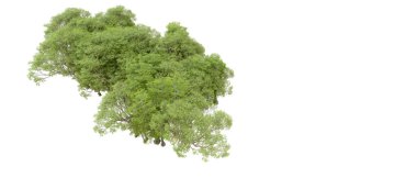 Beyaz arka plan üzerinde izole yeşil ağaçlar