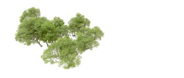 Beyaz arka plan üzerinde izole yeşil ağaçlar