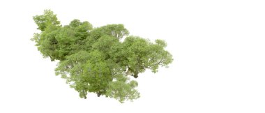 Beyaz arka plan üzerinde izole yeşil ağaçlar