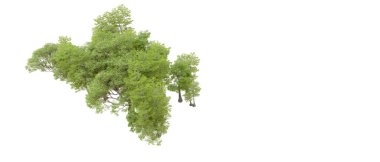 Beyaz arka plan üzerinde izole yeşil ağaçlar