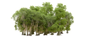 Beyaz arka plan üzerinde izole yeşil ağaçlar