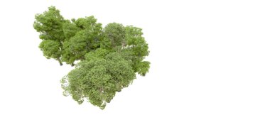 Beyaz arka plan üzerinde izole yeşil ağaçlar