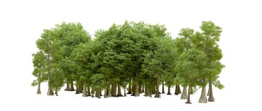 Doğa. Beyaz arkaplanda yeşil ağaçlar izole     