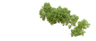 Doğa. Beyaz arkaplanda yeşil ağaçlar izole     