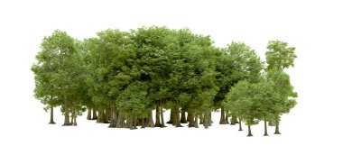 Doğa. Beyaz arkaplanda yeşil ağaçlar izole     